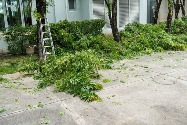 Best Tree Branch Trimming  in Lincolnton, GA